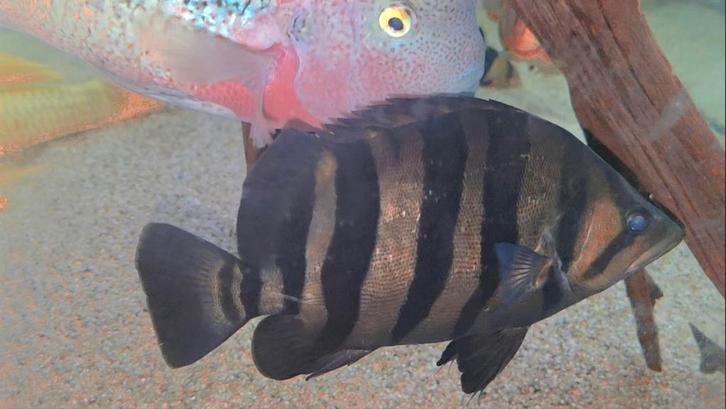Tijgerbaars - Datnioides Sumatra (Ruil Crenicichla Zebrina), Dieren en Toebehoren, Vissen | Aquariumvissen, Vis