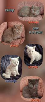 Raszuivere Britse korthaar kittens, Meerdere dieren, Ontwormd