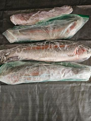 Zalm forel ,vers ingevroren en schoongemaakt zie foto's  beschikbaar voor biedingen