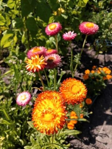 Strobloem zaad uit biologische tuin  beschikbaar voor biedingen