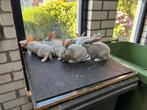 Raszuivere gouwenaars, Dieren en Toebehoren, Konijnen, Mannelijk, Middelgroot, 0 tot 2 jaar