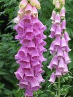 BIOLOGISCH ZAAD VINGERHOEDSKRUID roze tinten DIGITALIS, Tuin en Terras, Bloembollen en Zaden, Ophalen of Verzenden, Volle zon