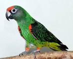 Gezocht tam koppel Jardine papegaaien, Dieren en Toebehoren, Vogels | Parkieten en Papegaaien, Meerdere dieren, Papegaai, Geringd