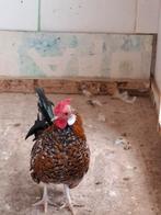 Jonge Java haan, Dieren en Toebehoren, Mannelijk, Kip