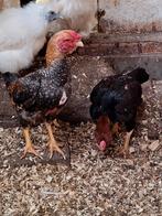 2-2 ko shamo, Meerdere dieren, Kip