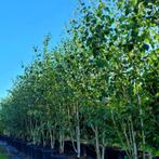 Betula meerstammige berken in soorten en maten, Ophalen of Verzenden, Bloeit niet, Volle zon, Overige soorten