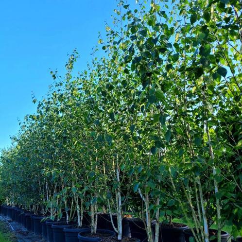 Betula meerstammige berken in soorten en maten, Tuin en Terras, Planten | Bomen, Overige soorten, Volle zon, Bloeit niet, Ophalen of Verzenden