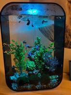 Mooie zwarte biorb 60l, Dieren en Toebehoren, Ophalen, Gebruikt, Leeg aquarium