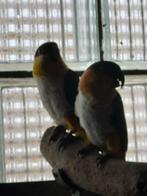 Zwarkop caique: Koppel zwartkopcaique, Meerdere dieren