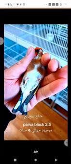 te koop parva putter popen van 2025, Dieren en Toebehoren