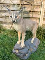 Taxidermie - Caracal, Ophalen of Verzenden, Nieuw, Wild dier, Opgezet dier