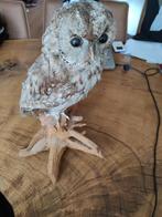 Opgezette bosuil, Ophalen, Vogel, Opgezet dier