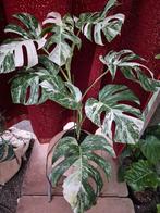 Monstera Deliciosa Variegata XXL p17 (4), Ophalen of Verzenden, Halfschaduw, Minder dan 100 cm