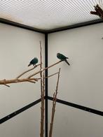 Kakariki,s, Meerdere dieren, Parkiet, Geringd