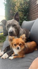 Chihuahua reutje zoekt nieuw mandje, Dieren en Toebehoren, CDV (hondenziekte), Reu, 1 tot 2 jaar, Eén hond