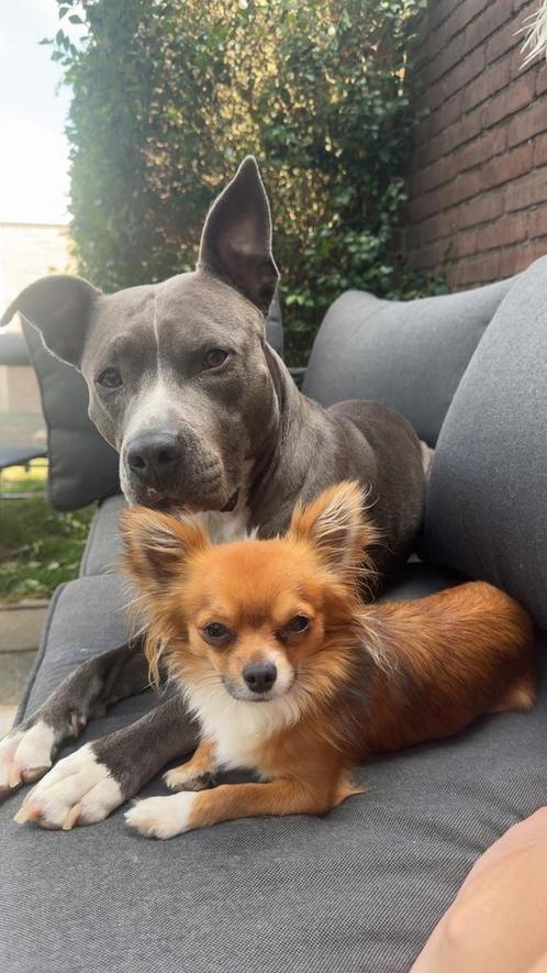 Chihuahua reutje zoekt nieuw mandje, Dieren en Toebehoren, Honden | Dekreuen, Reu, Particulier, Eén hond, Nederland, 1 tot 2 jaar