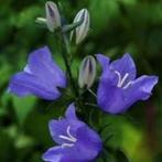 Diverse potten CAMPANULA Persicifolia blauw en wit, Tuin en Terras, Zomer, Vaste plant, Ophalen of Verzenden, Overige soorten