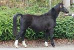 Drachtige Zwarte Welsh sectie B merrie, Dieren en Toebehoren, Pony's, Merrie, C pony (1.27m tot 1.37m), Onbeleerd, 11 jaar of ouder
