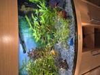 Aquarium 170 liter, Dieren en Toebehoren, Ophalen, Gebruikt, Gevuld zoetwateraquarium
