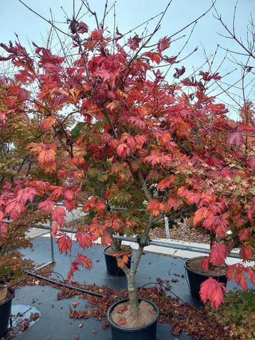 Zeer mooie acers nu in de herfst verkleuring  beschikbaar voor biedingen