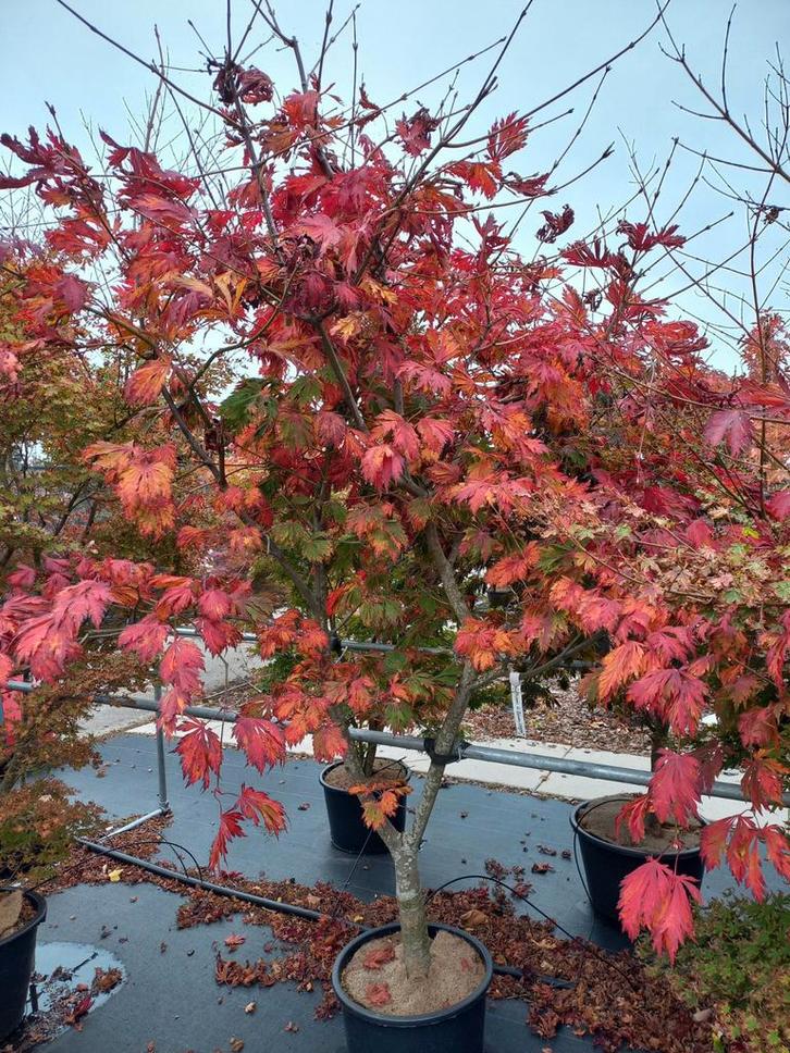 Zeer mooie acers nu in de herfst verkleuring, Tuin en Terras, Planten | Bomen, Overige soorten, Minder dan 100 cm, Halfschaduw
