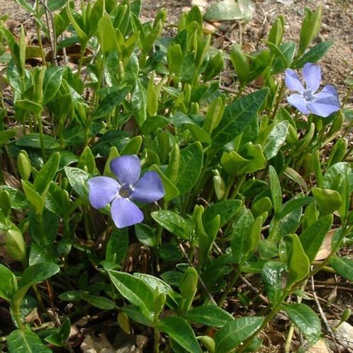 Maagdenpalm - Vinca minor - Bodembedekker - Vinca's, Tuin en Terras, Planten | Tuinplanten, Bodembedekkers, Volle zon, Zomer, Ophalen of Verzenden