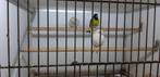 groenlandse barmsijs poppen izabel, Vrouwelijk, Wildzangvogel, Geringd