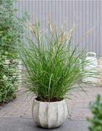 Miscanthus sin Missmini, Ophalen, Vaste plant, Siergrassen, Halfschaduw