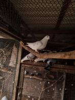 Duiven miskleur hagenaars en strassers, Dieren en Toebehoren, Meerdere dieren, Overige soorten