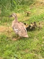Pulletjes loopeend, Dieren en Toebehoren, Meerdere dieren, Eend