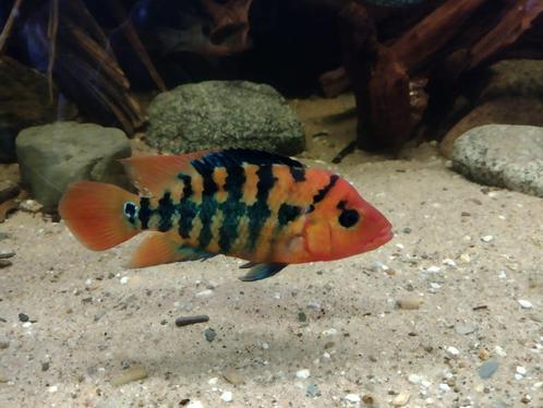 Zuid Amerikaanse Cichliden: Mesoheros festae, Dieren en Toebehoren, Vissen | Aquariumvissen, Zoetwatervis, Vis