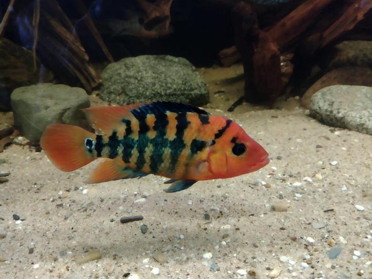 Zuid Amerikaanse Cichliden: Mesoheros festae, Dieren en Toebehoren, Vissen | Aquariumvissen, Zoetwatervis, Vis