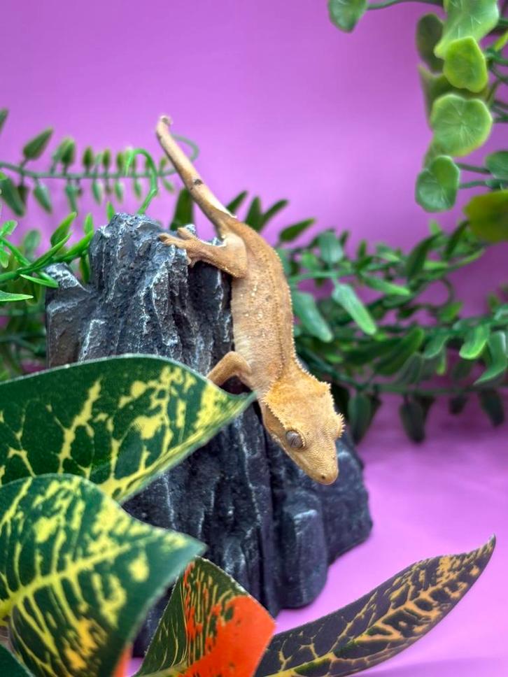 Wimpergekko baby - Correlophus Ciliatus