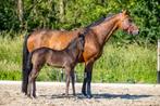 zeer Interessante dragende fokmerrie te koop, Dieren en Toebehoren, Paarden, 11 jaar of ouder, Merrie, Gechipt, 160 tot 165 cm