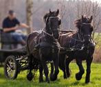 Paardentuig - Dubbelspan - Full Size, Dieren en Toebehoren, Paarden en Pony's | Hoofdstellen en Tuigage, Ophalen, Gebruikt, Recreatie