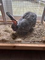 Duitse reus te koop. Voedster., Dieren en Toebehoren, Konijnen, Vrouwelijk, Groot, 0 tot 2 jaar