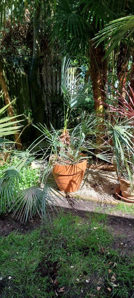 Chamaerops humilis cerifera palm te koop, Tuin en Terras, Planten | Tuinplanten, Vaste plant, Overige soorten, Volle zon, Zomer