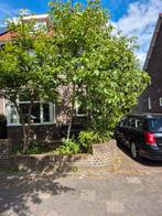 Notenboom 4 meter hoog, Ophalen, Volle zon, Overige soorten, 250 tot 400 cm