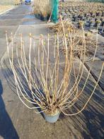 Hortensia, Tuin en Terras, Planten | Tuinplanten, Vaste plant, Halfschaduw, Zomer, Ophalen