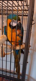 Ara vrouwtje, Dieren en Toebehoren, Vogels | Parkieten en Papegaaien, Vrouwelijk, Parkiet