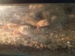 Luipaard gekko,s  dames met terarium, Dieren en Toebehoren, Reptielen en Amfibieën, Hagedis, Met terrarium, 0 tot 2 jaar