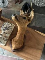 Taxidermie opgezet Ree, Verzamelen, Ophalen of Verzenden, Zo goed als nieuw