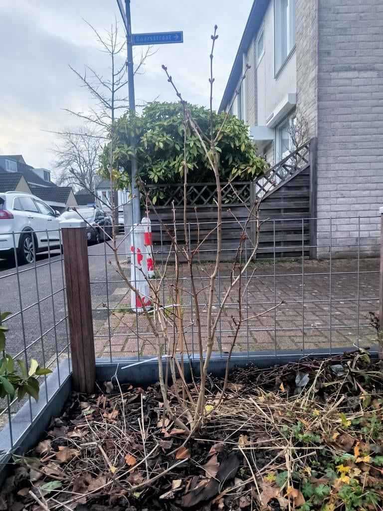 Mooie sering +/- 3 jaar oud, Tuin en Terras, Planten | Struiken en Hagen, Struik, Overige soorten, 100 tot 250 cm, Ophalen