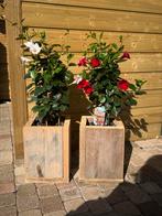 Dipladenia in steigerhoutbak, Ophalen, Nieuw, Rechthoekig, Hout