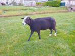 Zwartbles ram, Dieren en Toebehoren, Schapen, Geiten en Varkens, Mannelijk, Schaap, 0 tot 2 jaar
