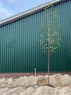 Alnus incana witte Els, Tuin en Terras, Ophalen, Overige soorten, 250 tot 400 cm