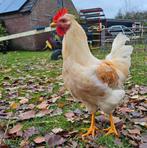 3 hanen, Dieren en Toebehoren, Pluimvee, Mannelijk, Kip