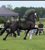 Grote, super bewegende 1e premie friese stermerrie, Merrie, B, Gechipt, Dressuurpaard