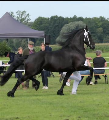 Grote, super bewegende 1e premie friese stermerrie beschikbaar voor biedingen