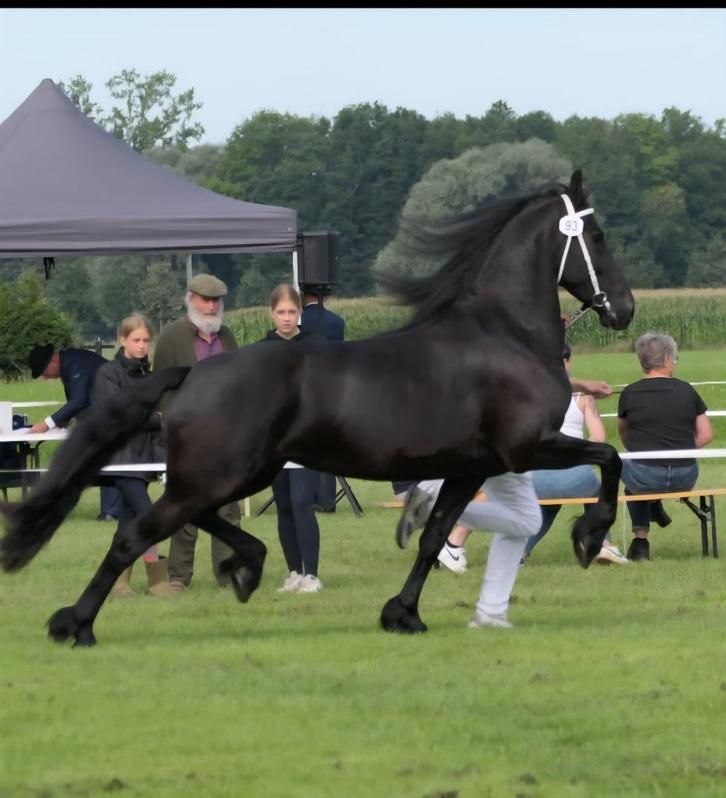 Grote, super bewegende 1e premie friese stermerrie, Dieren en Toebehoren, Paarden, Merrie, B, 165 tot 170 cm, 3 tot 6 jaar, Dressuurpaard